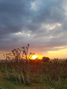 Sunset in a meadow with high thistle and autumn flowers in early autumn