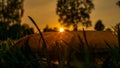 Sunset on meadow, sun setting behind a feather quill on the grass, blurred background, golden hour sunlight, feather Royalty Free Stock Photo