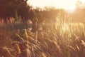 Sunset on a Meadow Thistles