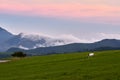 White horse grazing on a green meadow with the mountains in the background in a sunset Royalty Free Stock Photo