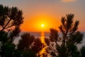Sunset at Mediterranean sea and pine tree, Mallorca, Balearic islands, Spain Royalty Free Stock Photo