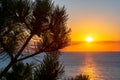 Sunset at Mediterranean sea and pine tree, Mallorca, Balearic islands, Spain Royalty Free Stock Photo