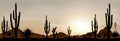 Mexico desert sunset 3 Royalty Free Stock Photo