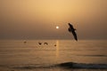 Sunset At Mira Beach In Portugal With Seagulls Flying