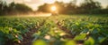 Concept Sunset, Mist, Soybeans, Nature, Photography Sunset Mist Over Sprouting Soybeans