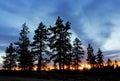 Ponderosa Pine tree forest, Bryce Canyon National Park sunset Royalty Free Stock Photo