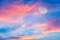 Sunset Moon Birds Royalty Free Stock Photo