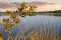 Sunset at moor lake kirchsee, bavaria