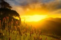 Sunset with mountains in the background and plants in front. Orange sunset view with beautiful clouds Royalty Free Stock Photo