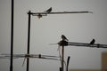 Antenna and birds