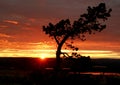 Sunset in the mountains. Lonely tree