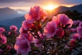 The sunset mountainscape comes alive with the beauty of rhododendron flowers Royalty Free Stock Photo