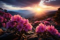 The sunset mountainscape comes alive with the beauty of rhododendron flowers Royalty Free Stock Photo