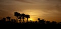 Sunset in mountings with palms. Winter evening with palms. Yellow sun down and sky.