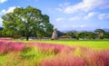The Sunset of Muhlenbergia Capillaris Pink Muhly Grass Gyeongju, South Korea Royalty Free Stock Photo