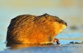 Sunset Muskrat Royalty Free Stock Photo