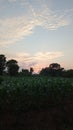 Sunset at my corn garden Royalty Free Stock Photo