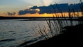 Sunset Through the Reeds at Myers Park