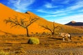 African Oryx gaselle standing at the road Royalty Free Stock Photo