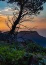 Backlight tree sunset in Mallorca Royalty Free Stock Photo