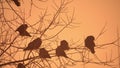 Sunset nature crows flock of birds sitting on the tree cold winter