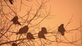 Sunset nature crows flock of birds sitting on the tree cold winter