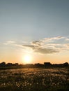 Sunset nature horizon meadow outdoors clouds summer background. Sun shining to dandelions at evening. Royalty Free Stock Photo