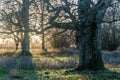 Sunset in a nature reserve with big oak trees Royalty Free Stock Photo