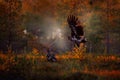 Sunset in nature, two eagle fight in taiga, Finland. Young birds of white-tailed eagle, Haliaeetus albicilla, flight in the forest