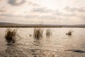 Sunset in Neajlov Delta, Comana Natural Park Royalty Free Stock Photo