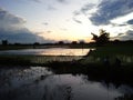 Sunset near a pond of a village in north bengal.