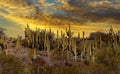 Sunset at near Tucson Arizona with desert of cactus Royalty Free Stock Photo