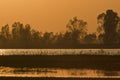 Sunset in nepali swamp, at Bardia, Nepal Royalty Free Stock Photo