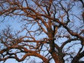 Sunset Oak Tree Royalty Free Stock Photo