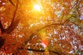 Sunset and oak trees. Sunlight through tree foliage. Yellow, red, green leaves in sunlight. Beautiful leaves background