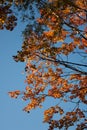 Sunset and oak trees. Sunlight through tree foliage. Yellow, red, green leaves in sunlight. Beautiful leaves background