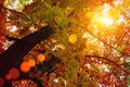 Sunset and oak trees. Sunlight through tree foliage. Yellow, red, green leaves in sunlight. Beautiful leaves background