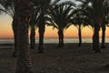 Sunset in an oasis of palm trees on the beach in southern Spain Royalty Free Stock Photo