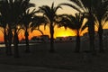 Sunset in an oasis of palm trees on the beach in southern Spain. Royalty Free Stock Photo