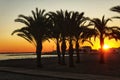 Sunset in an oasis of palm trees on the beach in southern Spain. Royalty Free Stock Photo