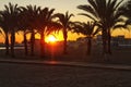 Sunset in an oasis of palm trees on the beach in southern Spain Royalty Free Stock Photo