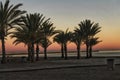 Sunset in an oasis of palm trees on the beach in southern Spain Royalty Free Stock Photo