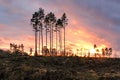 Sunset observing over forest and fields.