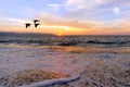 Sunset Ocean Birds