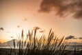 Sunset by the ocean with reed silhouettes Royalty Free Stock Photo