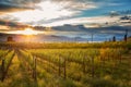 Sunset at Okanagan Lake near Penticton with a vineyard in the foreground, British Columbia, Canada