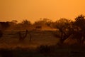 Sunset at Okaukeujo waterhole, Namibia Royalty Free Stock Photo