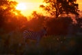 Sunset - Okavango delta. Zebra forest. Zebra yellow golden grass. Burchell`s zebra, Equus quagga burchellii, Moremi Botswana, Royalty Free Stock Photo