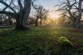 Sunset by old majestic oak trees Royalty Free Stock Photo