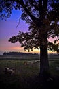 Sunset with old oak tree and two white sheep Royalty Free Stock Photo